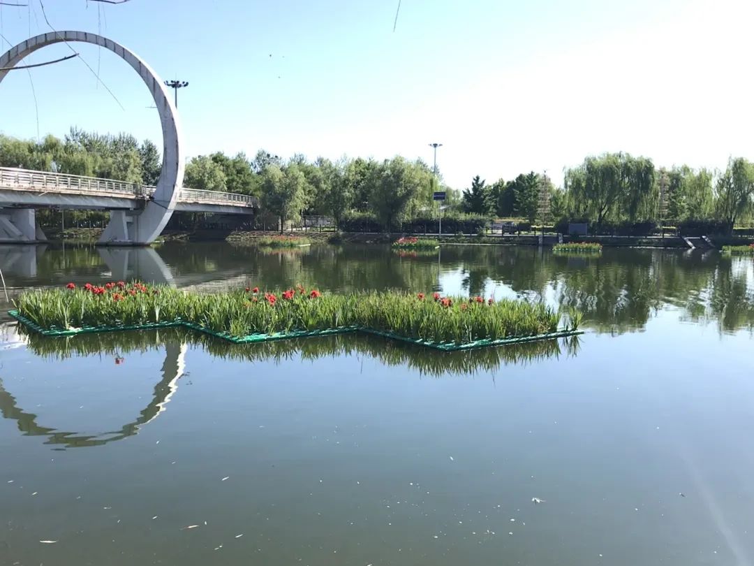 854db43835a86e7355aa851b2c70bbfd 重要的湿地植物