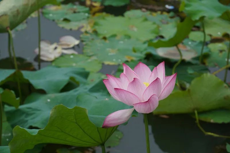 f6926682d959db248877ed897d8013ab 重要的湿地植物(二)