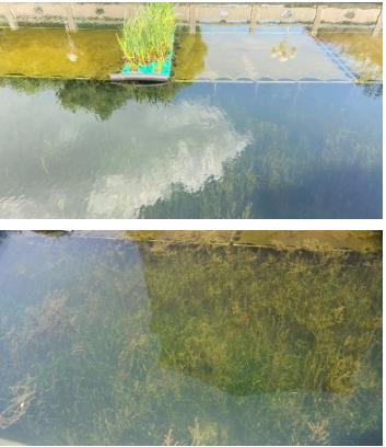 上海水环境仿照与水生态建复工程技术