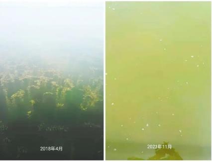 ；ぶ俸我越嵘-梁子湖“鱼草较量”启迪录